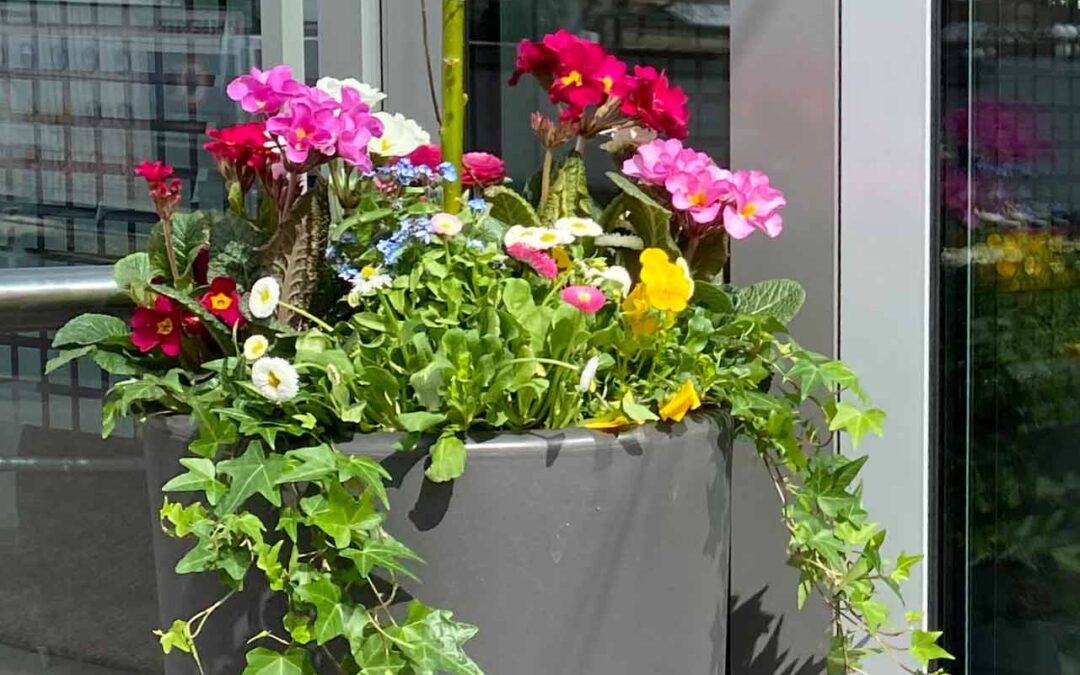 Dank Verfügungsfonds – Frische Blumenideen für mehr Farbe in der Innenstadt